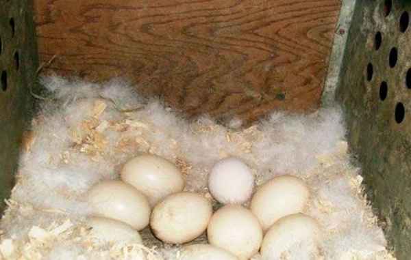 Сколько дней утка высиживает яйца