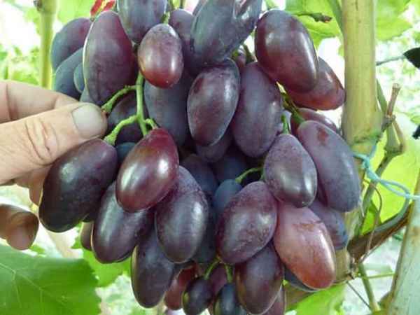 Сорт винограда «Ася»: фото и описание, секреты выращивания