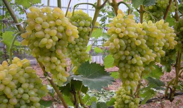 Особенности сорта винограда Супага