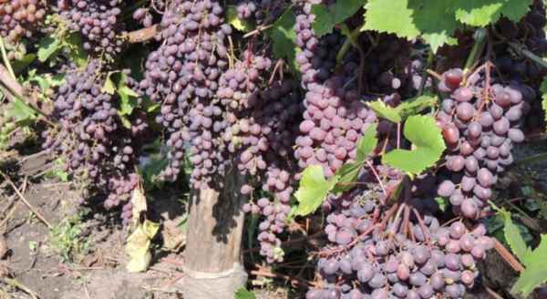 Сорт винограда кишмиша «Запорожский»