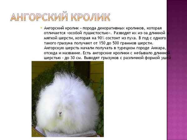 Ангорский декоративный кролик: описание породы, уход, содержание и кормление