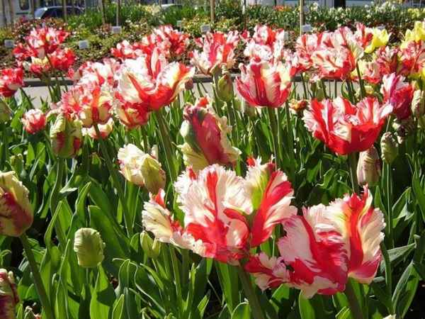 Описание и особенности выращивания тюльпана Эстелла Рижнвельд
