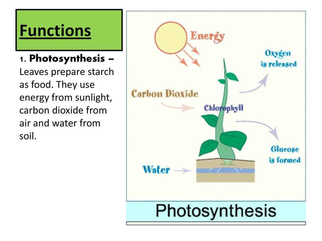 Занимательный фотосинтез. Обзор игры Photosynthesis