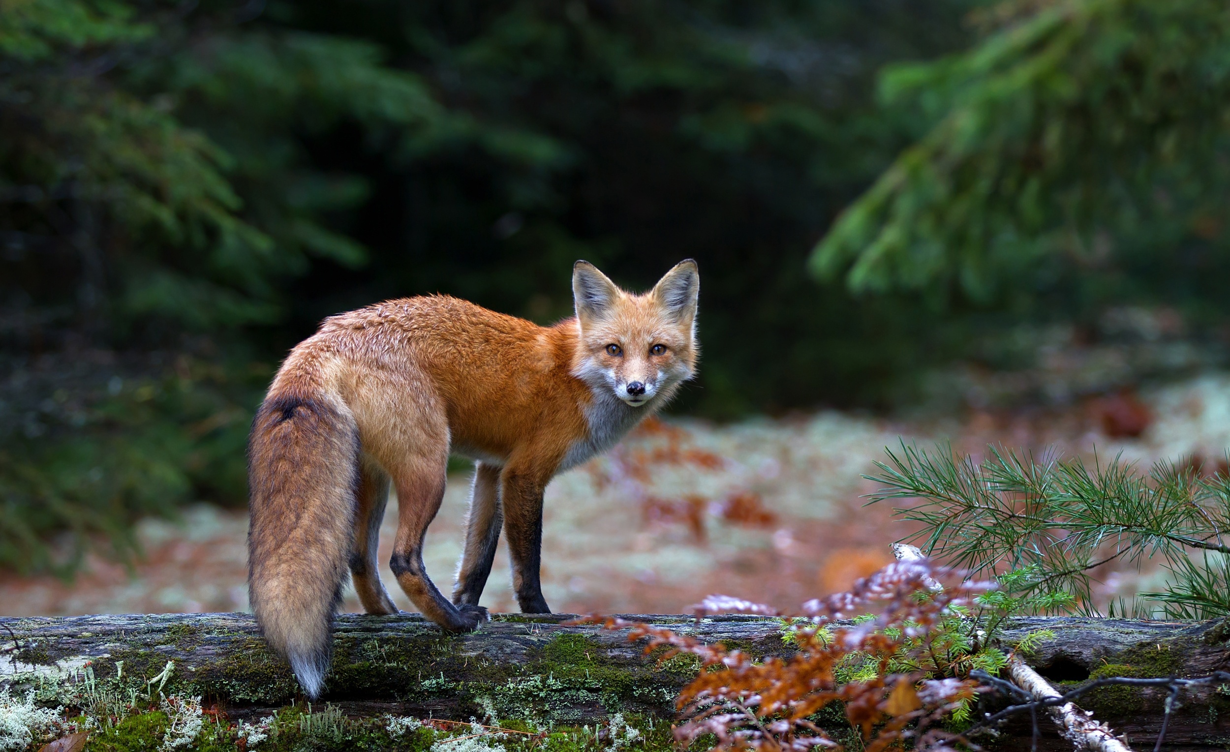 Fox in the Forest — распечатай и играй