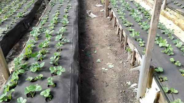 Выращивание клубники в открытом грунте на Кубани