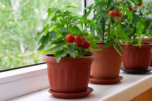 Выращивание томатов на подоконнике в домашних условиях