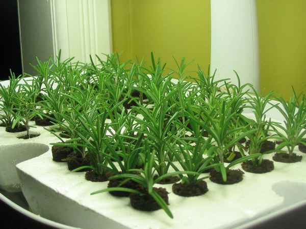 Розмарин выращивание в квартире из семян