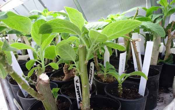Бругмансия выращивание из семян