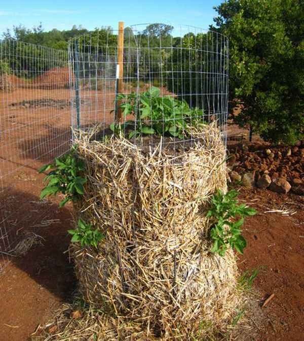 Вертикальное выращивание картофеля