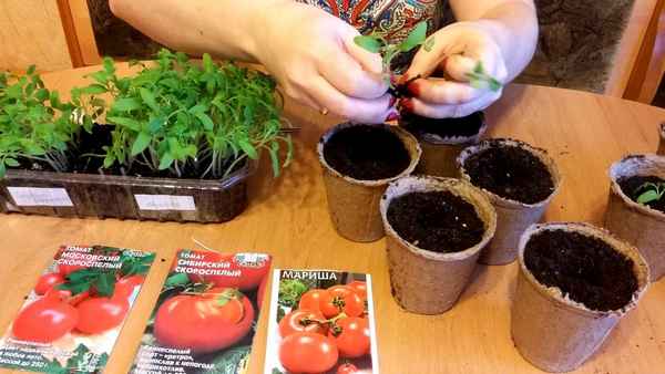 Способы выращивания рассады томатов в домашних условиях