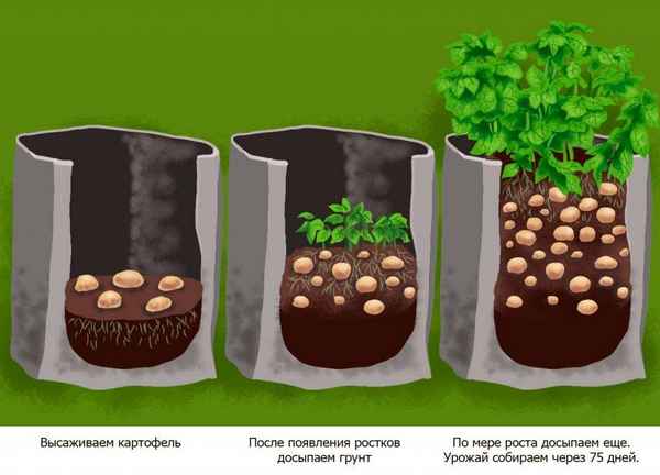 Технология выращивания картофеля в открытом грунте
