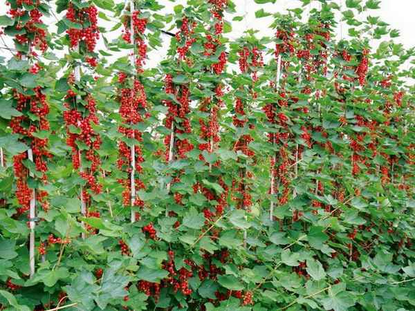 Выращивание красной смородины на дачных участках