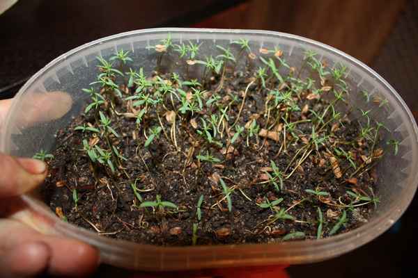 Выращивание туи из семян в домашних условиях