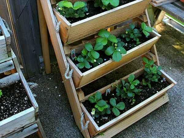 Выращивание земляники в ящиках