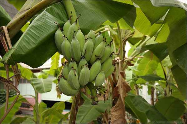 Выращивание бананов в России