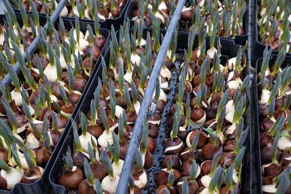 Выращивание тюльпанов на гидропонике