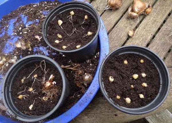 Выращивание гиацинтов из семян в домашних условиях