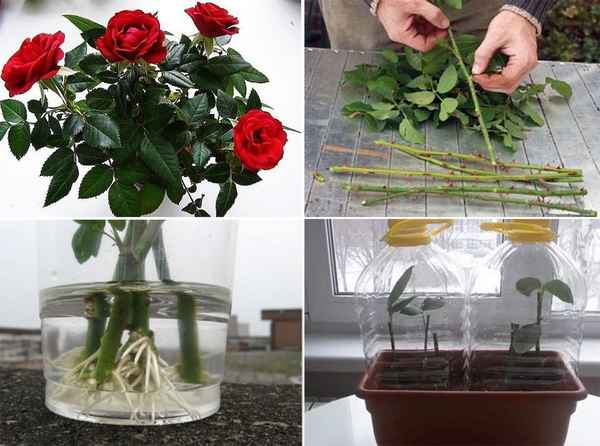 Какие условия нужны для выращивания роз?