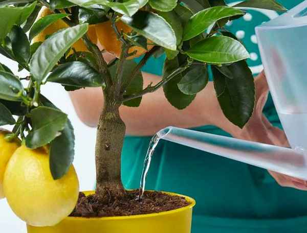 Выращивание комнатного лимона в домашних условиях