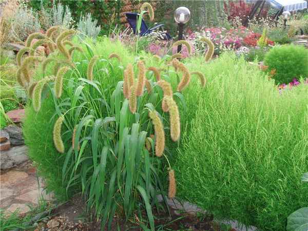 Щетинник лисий хвост выращивание из семян