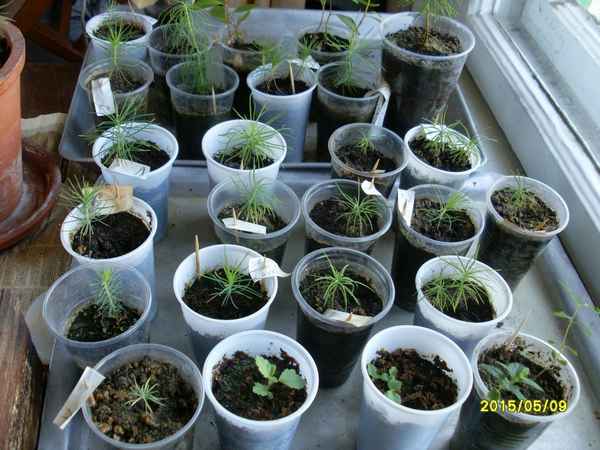 Выращивание хвойных из семян в домашних условиях