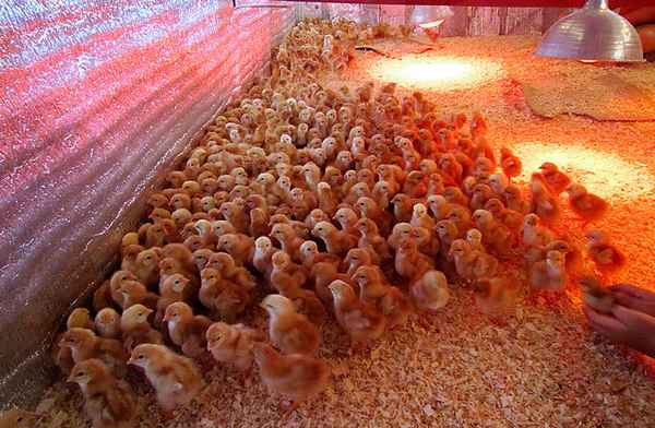 Цыплята несушки выращивание в домашних условиях