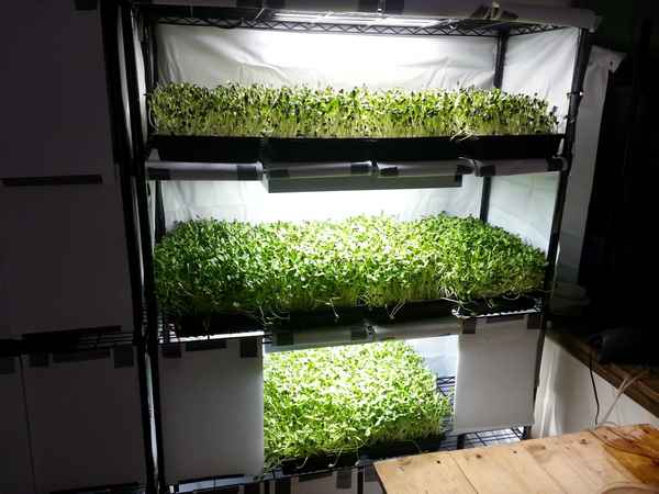 Микро зелень выращивание дома