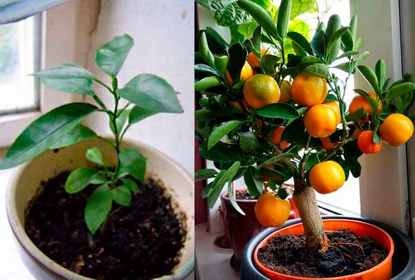 Maндарин из косточки в домашних условиях выращивание