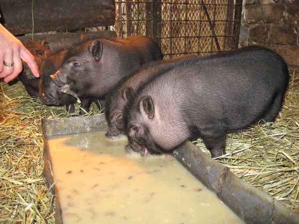 Вислобрюхие вьетнамские свиньи выращивание