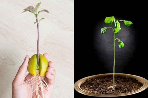 Выращивание яблони из семечка в домашних условиях