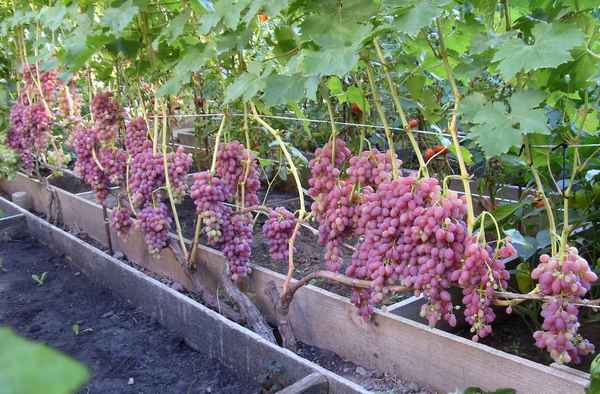 Выращивание винограда на даче