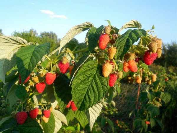 Выращивание малины в Сибири