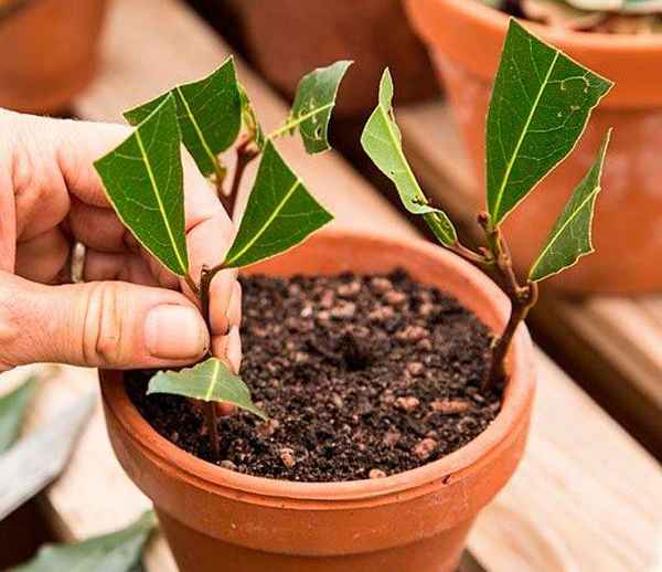 Выращивание лаврового дерева в домашних условиях