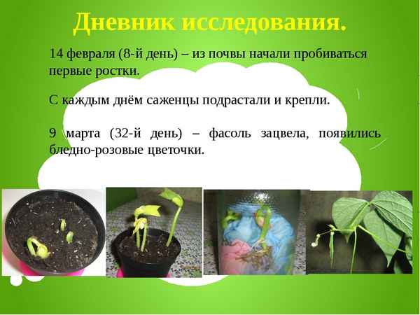 Выращивание фасоли в домашних условиях школьный проект