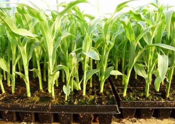 Выращивание кукурузы через рассаду