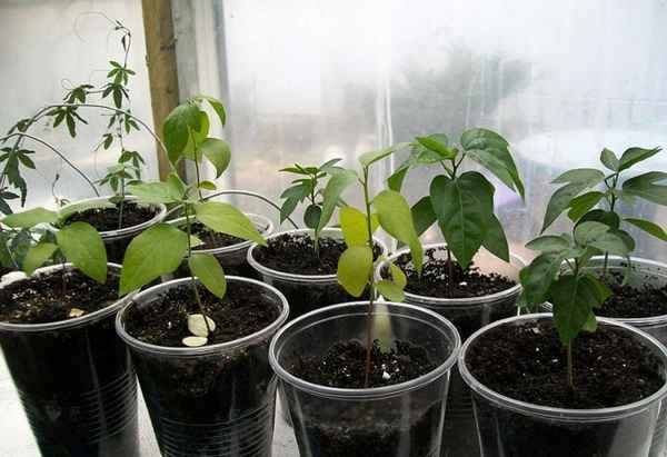 Гранадилла выращивание в домашних условиях