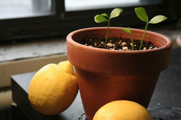 Лимон из косточки в домашних условиях выращивание