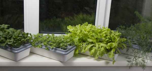 Выращивание зелени на подоконнике в домашних условиях