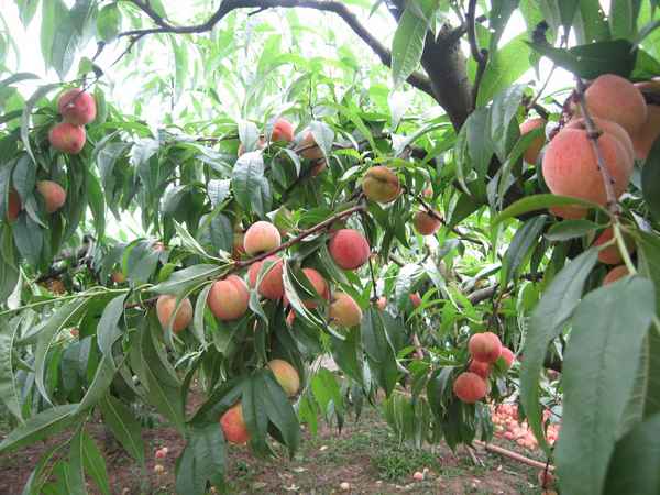Выращивание персика в средней полосе России