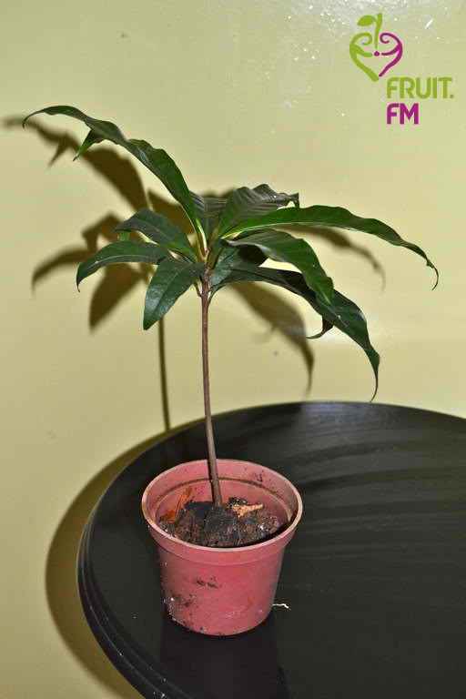 Мангостин растение в домашних условиях фото