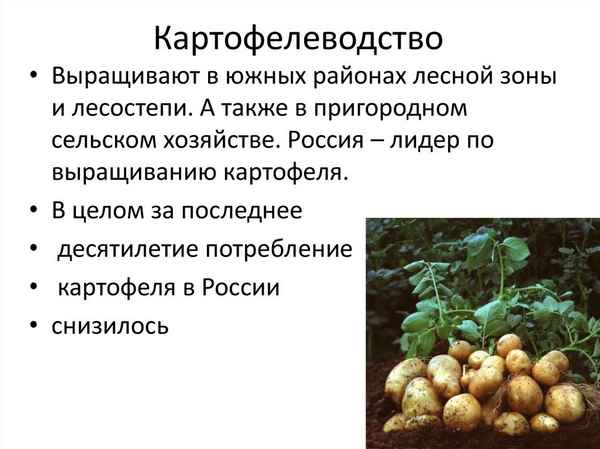 Особенности выращивания картофеля в России