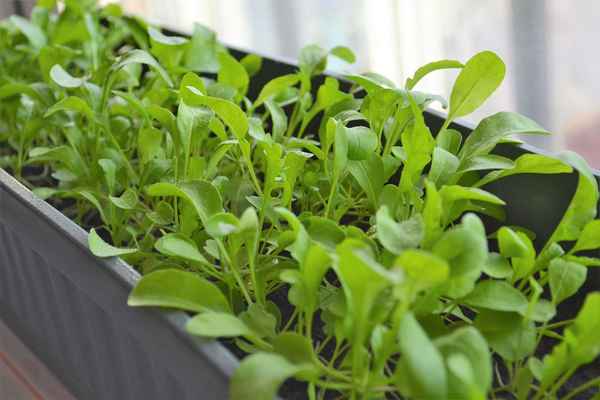 Выращивание рукколы на подоконнике в домашних условиях