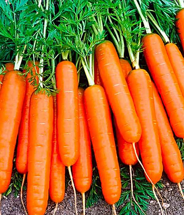 Сорта моркови для выращивания в средней полосе
