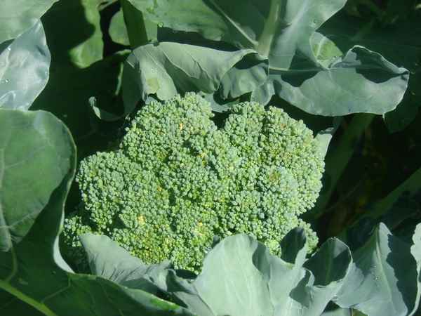 Капуста брокколи выращивание из семян