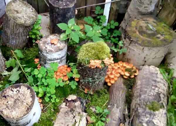 Выращивание грибов на даче из мицелия