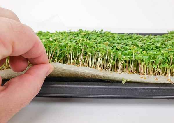 Выращивание микрозелени в домашних условиях без земли