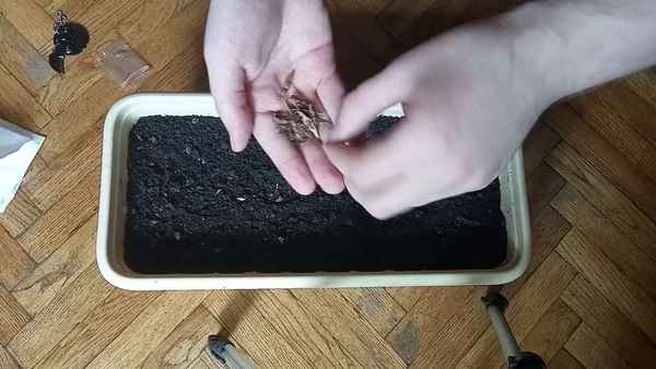 Выращивание клена из семян в домашних условиях