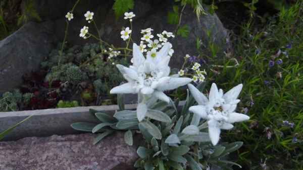 Эдельвейс альпийский выращивание из семян