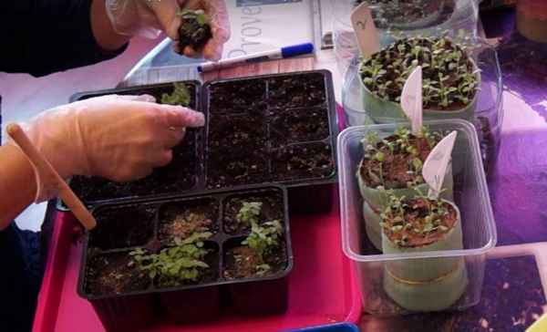 Выращивание астильбы из семян в домашних условиях