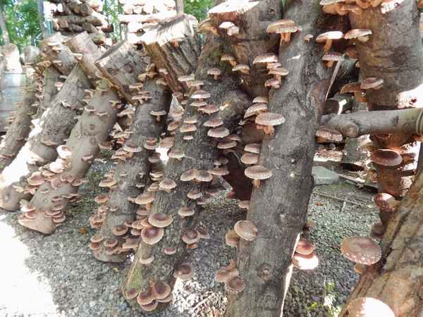 Выращивание грибов на пеньках